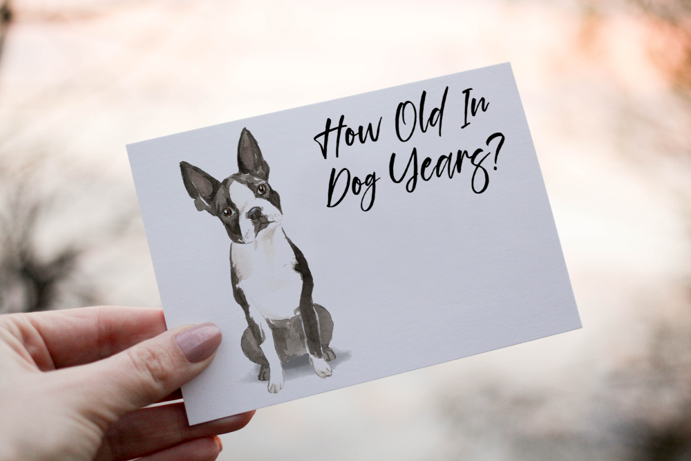 Boston Terrier Dog Birthday Card, Dog Birthday Card